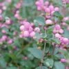 Symphoricarpos Proud Berry® -Garden Bloomy Shop x600 22470