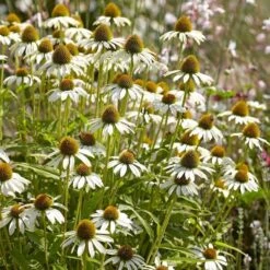 Echinacea Purpurea 'White Swan' -Garden Bloomy Shop x600 22645