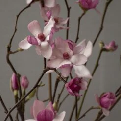 Tulip Magnolia Flowering Branches -Garden Bloomy Shop x600 22681