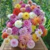 Summertime Splendor Dahlia Collection -Garden Bloomy Shop x600 22738