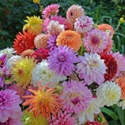 Summertime Splendor Dahlia Collection -Garden Bloomy Shop x600 22740
