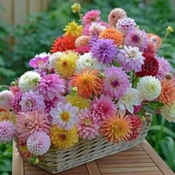 Summertime Splendor Dahlia Collection -Garden Bloomy Shop x600 22741