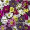 Helleborus Wedding Party® Mix 2 Helleborus Wedding Party® Mix -Garden Bloomy Shop x600 22745