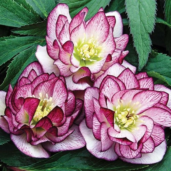 Helleborus Wedding Party® Mix 5 Helleborus Wedding Party® Mix - Image 3