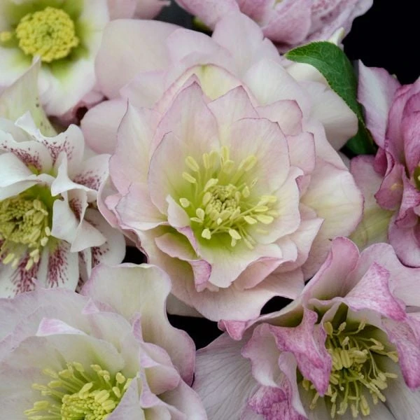 Helleborus Wedding Party® Mix 6 Helleborus Wedding Party® Mix - Image 4