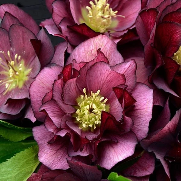 Helleborus Wedding Party® Mix 7 Helleborus Wedding Party® Mix - Image 5