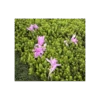 Colchicum 'Waterlily'