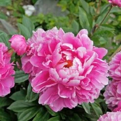Peony 'Doctor Alexander Fleming' -Garden Bloomy Shop x600 22801