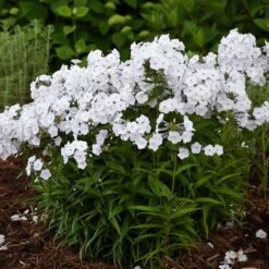 Phlox 'Fashionably Early Crystal' 9 Phlox 'Fashionably Early Crystal' -Garden Bloomy Shop x600 22802