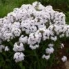 Phlox 'Fashionably Early Crystal' 2 Phlox 'Fashionably Early Crystal' -Garden Bloomy Shop x600 22803