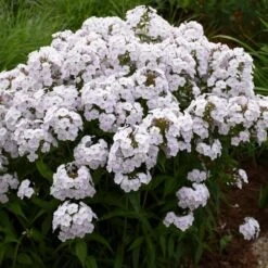 Phlox 'Fashionably Early Crystal'