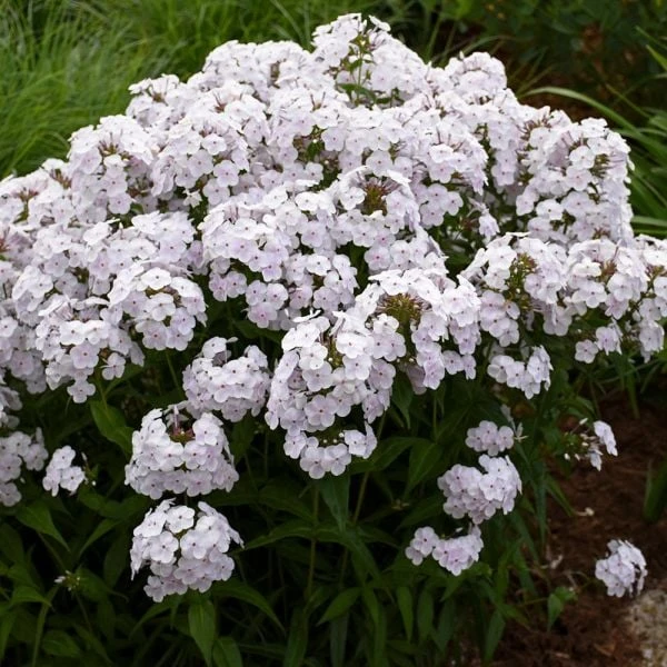 Phlox 'Fashionably Early Crystal' 3 Phlox 'Fashionably Early Crystal'