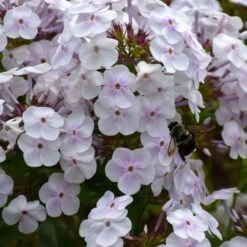 Phlox 'Fashionably Early Crystal' 10 Phlox 'Fashionably Early Crystal' -Garden Bloomy Shop x600 22804