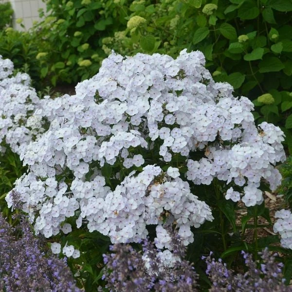 Phlox 'Fashionably Early Crystal' 4 Phlox 'Fashionably Early Crystal' - Image 2