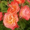 Rose Easy Elegance® Coral Cove -Garden Bloomy Shop x600 22826 1