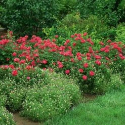 Rose Double Knock Out® -Garden Bloomy Shop x600 22829