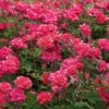 Rose Double Knock Out® 2 Rose Double Knock Out® -Garden Bloomy Shop x600 22830