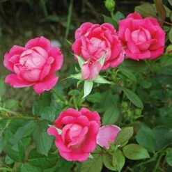 Rose Pink Double Knock Out® -Garden Bloomy Shop x600 22834