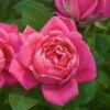 Rose Pink Double Knock Out® 1 Rose Pink Double Knock Out® -Garden Bloomy Shop x600 22835