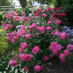 Rose Pink Double Knock Out® -Garden Bloomy Shop x600 22836