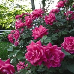 Rose Pink Double Knock Out® -Garden Bloomy Shop x600 22837