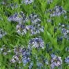 Amsonia 'Blue Ice' 1 Amsonia 'Blue Ice' -Garden Bloomy Shop x600 22838