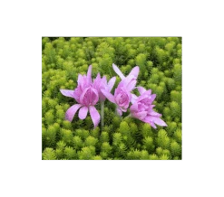 Colchicum 'Waterlily' 7 Colchicum 'Waterlily' -Garden Bloomy Shop x600 229