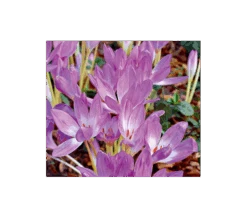 Colchicum 'Giant' 5 Colchicum 'Giant' -Garden Bloomy Shop x600 233