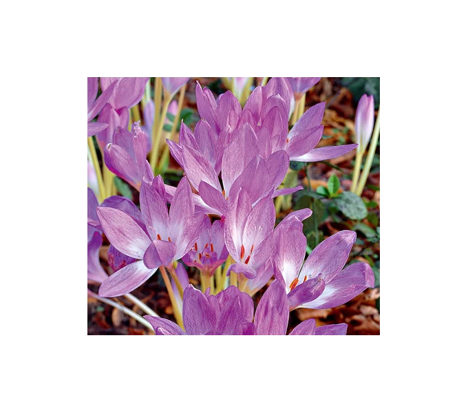 Colchicum 'Giant' 4 Colchicum 'Giant' - Image 2