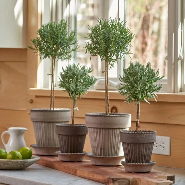 Rosemary Topiary In Gray Parisian Pot 4 Rosemary Topiary In Gray Parisian Pot - Image 2