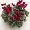 Cyclamen Silverleaf Deep Magenta, 4 Pots In Metal Bowl 2 Cyclamen Silverleaf Deep Magenta, 4 Pots In Metal Bowl -Garden Bloomy Shop x600 23358