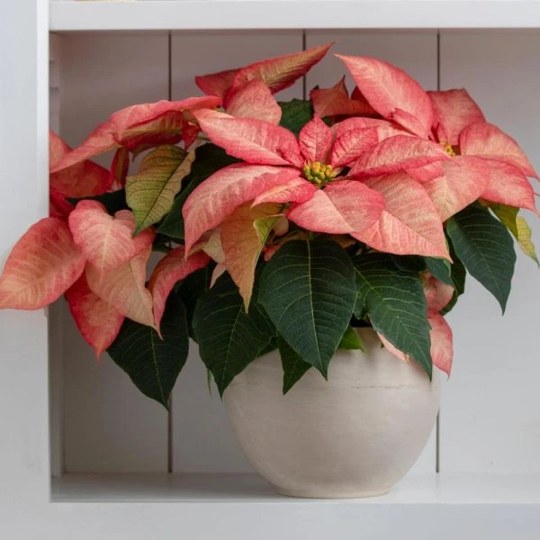Poinsettia Premium Picasso In Cream Ceramic Cachepot 3 Poinsettia Premium Picasso In Cream Ceramic Cachepot