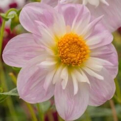 Dahlia 'Teesbrooke Audrey' -Garden Bloomy Shop x600 23574