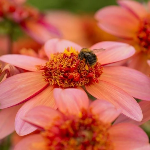 Dahlia 'Totally Tangerine' 5 Dahlia 'Totally Tangerine' - Image 3