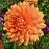 Dahlia 'Renato Tosio' -Garden Bloomy Shop x600 23582