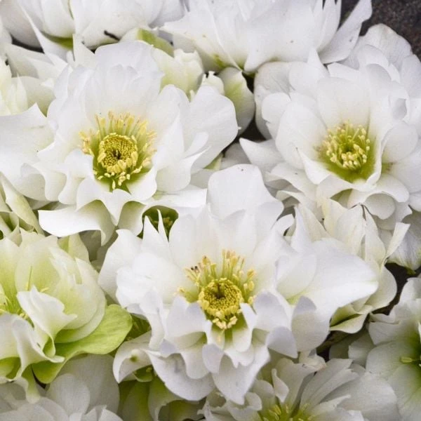 Helleborus Wedding Party® 'Wedding Bells' 3 Helleborus Wedding Party® 'Wedding Bells'