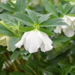 Helleborus Wedding Party® 'Wedding Bells' 5 Helleborus Wedding Party® 'Wedding Bells' -Garden Bloomy Shop x600 23622