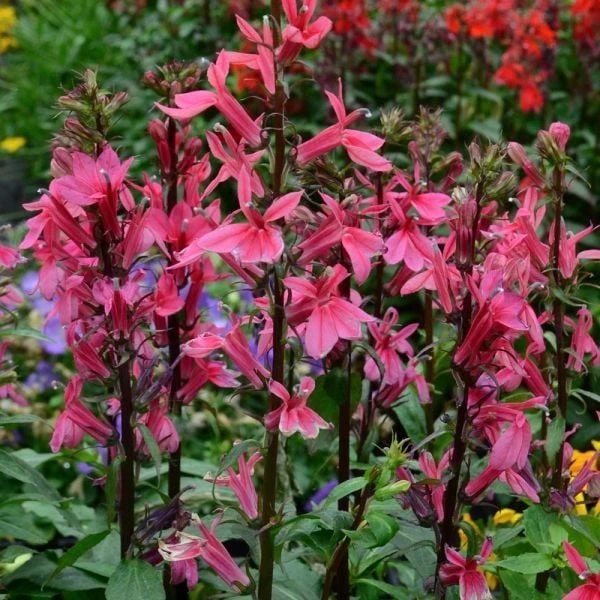 Lobelia Speciosa Starship™ Deep Rose 4 Lobelia Speciosa Starship™ Deep Rose - Image 2