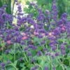Salvia Verticillata 'Purple Rain' 2 Salvia Verticillata 'Purple Rain' -Garden Bloomy Shop x600 23655