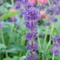 Salvia Verticillata 'Purple Rain' -Garden Bloomy Shop x600 23657