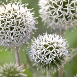 Echinops Sphaerocephalus 'Arctic Glow' -Garden Bloomy Shop x600 23674