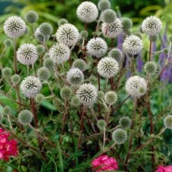 Echinops Sphaerocephalus 'Arctic Glow' -Garden Bloomy Shop x600 23675