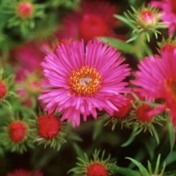 Symphyotrichum Novae-angliae 'Alma Potschke'