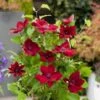 Clematis Nubia™ Boulevard® 1 Clematis Nubia™ Boulevard® -Garden Bloomy Shop x600 23725
