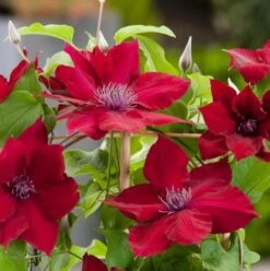 Clematis Nubia™ Boulevard® -Garden Bloomy Shop x600 23726