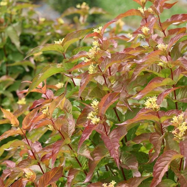 Diervilla Kodiak® Orange 3 Diervilla Kodiak® Orange