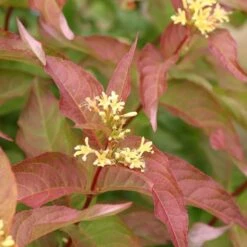 Diervilla Kodiak® Orange 7 Diervilla Kodiak® Orange -Garden Bloomy Shop x600 23787