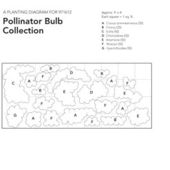 Pollinator Bulb Collection -Garden Bloomy Shop x600 23961