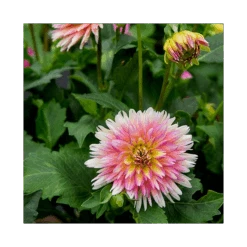 Dahlia 'XXL Sunset' -Garden Bloomy Shop x600 23979