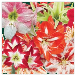 Thirty Wonders Of The Amaryllis World